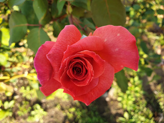 Beautiful red rose bloom