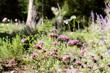 Purple verbena bonariensis flowers in a meadow.