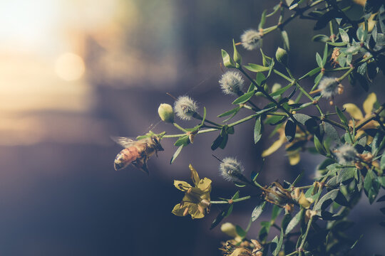 
Little bee on a jarilla flower in a sunset