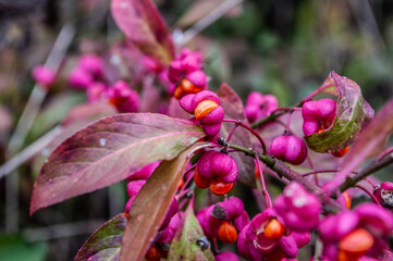 berries on a tree