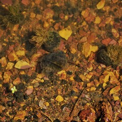 fallen autumn leaves