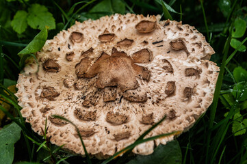 mushroom in the forest