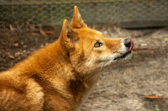 A profile picture of a ginger dingo dog (Canis lupus dingo) in Victoria, Australia