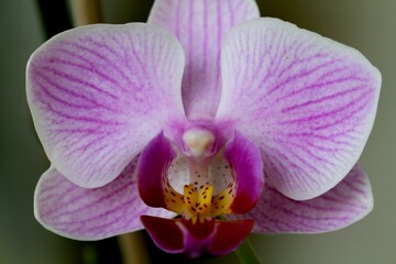 Fototapeta na wymiar pink orchid flower