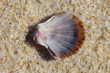 Queen Scallop (Aequipecten opercularis)