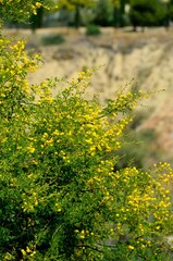 Fototapeta premium Mimosas junto a la Laguna de la Colonia, Colonia de Santa Inés, Málaga