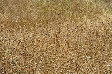 Campo de plantas secas