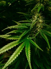 Cannabis plant leaves on dark background