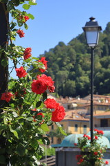 ROSE A BELLAGIO, ROSES IN BELLAGIO
