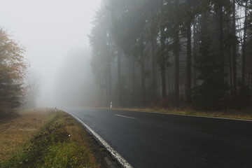 empty forest road in the fog