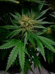 Naklejka na ściany i meble Cannabis plant leaves on dark background