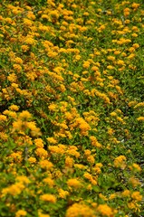 Parterre de flores amarillas