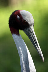 Grue antigone (Grus antigone) Sarus crane