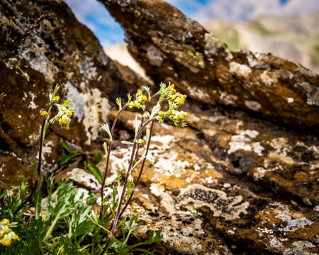 Genepy sur son rocher