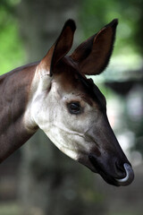 Okapi (Okapia johnstonii)