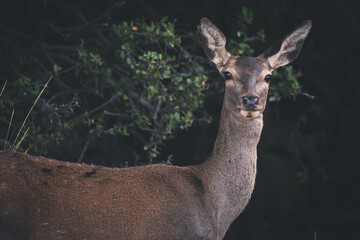 Close up deer in a forest 