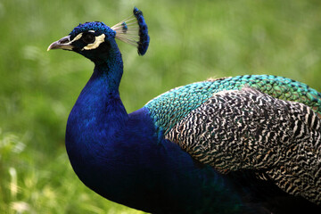 Obraz premium Paon bleu (Pavo cristatus)