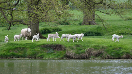 six lambs by river
