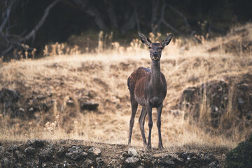 young deer in a yellow grass in a mountain