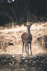 Brown deer in a yellow hill amoung the grass