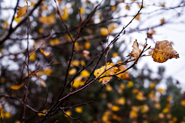 Defocused autumn leaves background. October. Close up