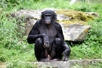 Bonobo (Pan paniscus)