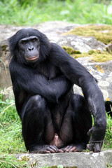 Bonobo (Pan paniscus)