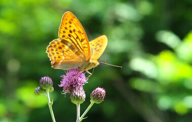 Silver-washed fritillary butterfly (Argynnis paphia) sitting on a purple thorny thistle flower.  Wings in orange color with black spots on the upperside. Closeup with blurred background. Copy space.
