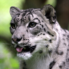 Fototapeta na wymiar Panthère des neiges (Panthera uncia) Snow leopard