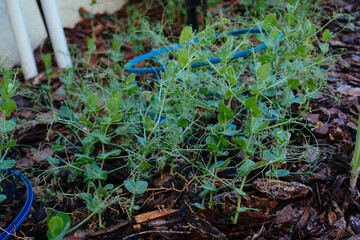 Green pea Shoot : healthy vegetable grown in garden