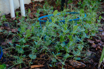 Green pea Shoot : healthy vegetable grown in garden