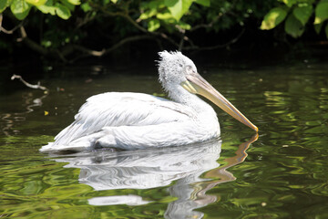 Pélican frisé (Pelecanus crispus) Dalmatian pelican