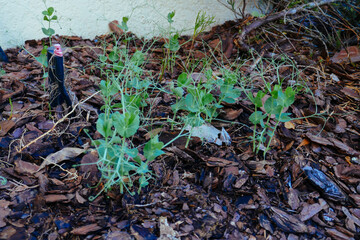 Green pea Shoot : healthy vegetable grown in garden