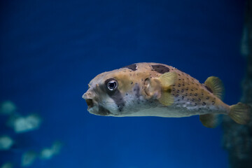 Puffer fish in an aquarium, exotic fish