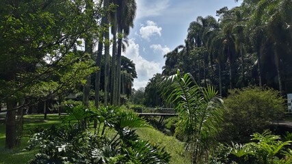 Obraz premium tropical forest