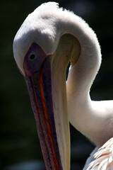 Pélican blanc (Pelecanus onocrotalus) White pelican