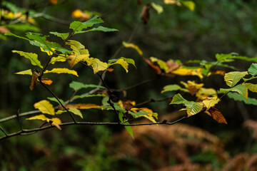 Hojas de castaño ocres en otoño