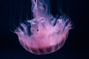 Pink Jellyfish Close Up Shoot Swimming in a dark background