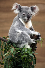 Koala (Phascolarctos cinereus)