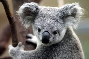 Naklejka premium Koala (Phascolarctos cinereus)