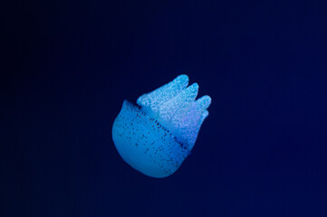 Blue Jellyfish Swimming in a dark background