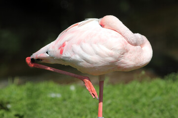 Flamant nain (Phoeniconaias minor) Flamingo