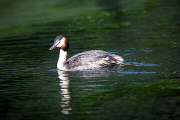 Grèbe huppé (Podiceps cristatus) Great crested grebe