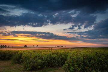 Scene of sunset on the field with young rye or wheat in the summer with a cloudy sky background. Landscape.