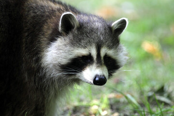 Common raccoon (Procyon lotor) Raton laveur