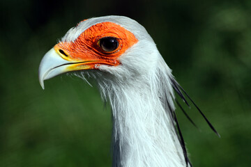 Secrétaire (sagittarius serpentarus) secretary bird