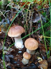 Three beautiful young porcini mushrooms grow in the grass in the forest
