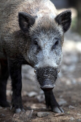 Sanglier (Sus scrofa) Wild boar