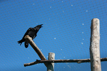 crow on a fence