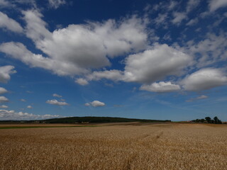 Rural landscape with golden field of wheat under blue sky with amazing white clouds, Pomorskie province, Poland